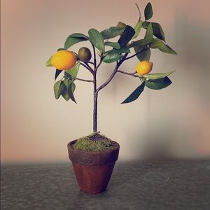 Lemon tree topiary
